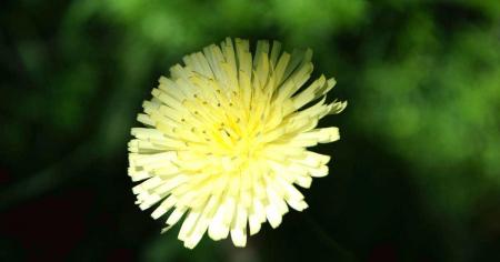 Piloselle fleur 1200