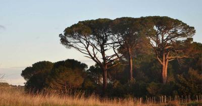 Pins parasols parcours cesseras 1200