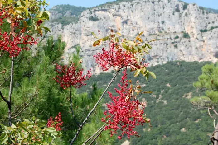 Le pistachier térébinthe en fleurs