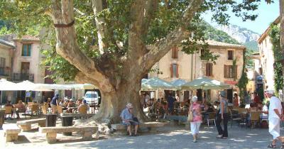 Platane place liberte saint guilhem 1200