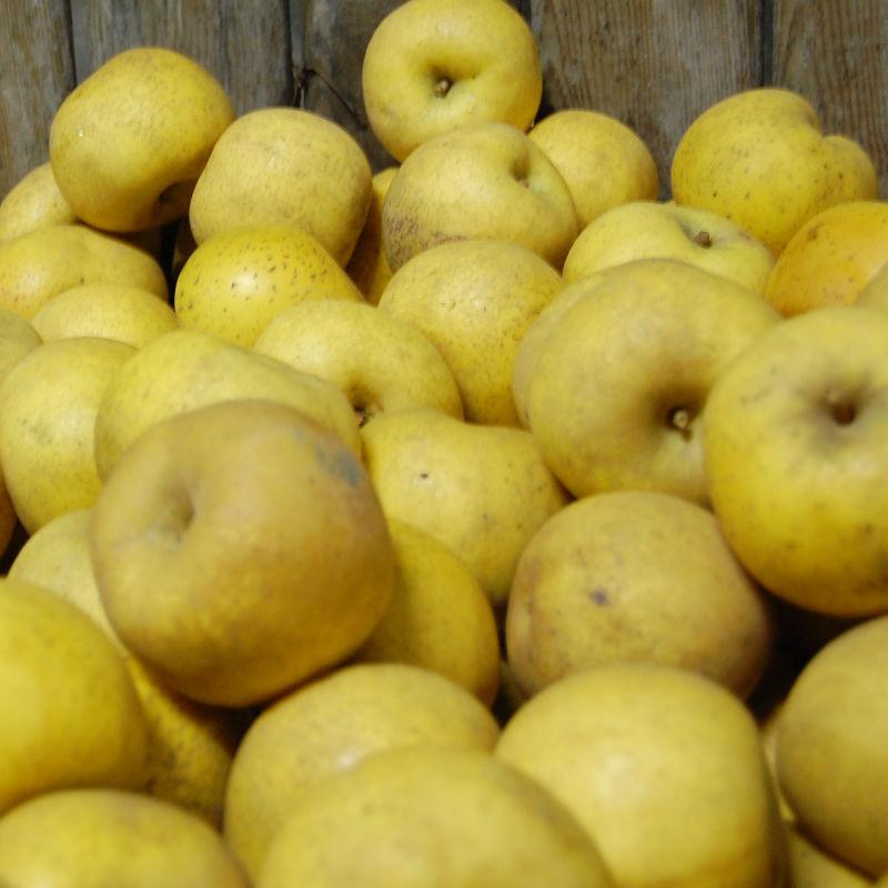 Pommes de Béceleuf  Producteur de variété Clochard