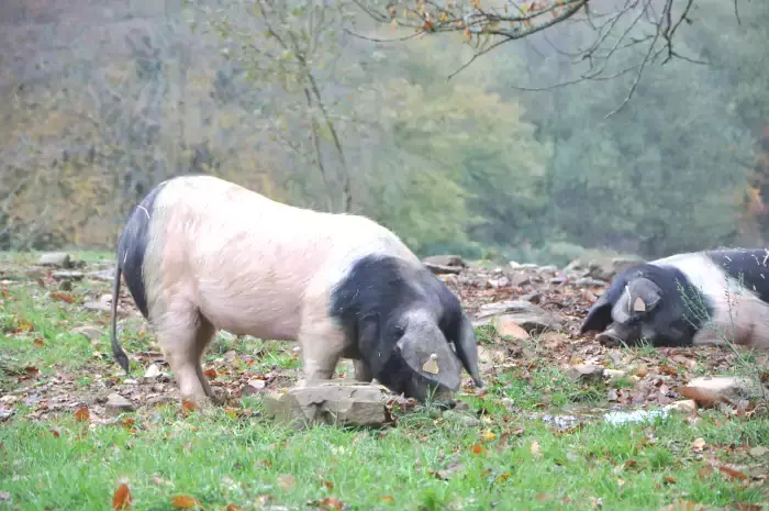 Porcs cul noir mangeant sous les châtaigniers