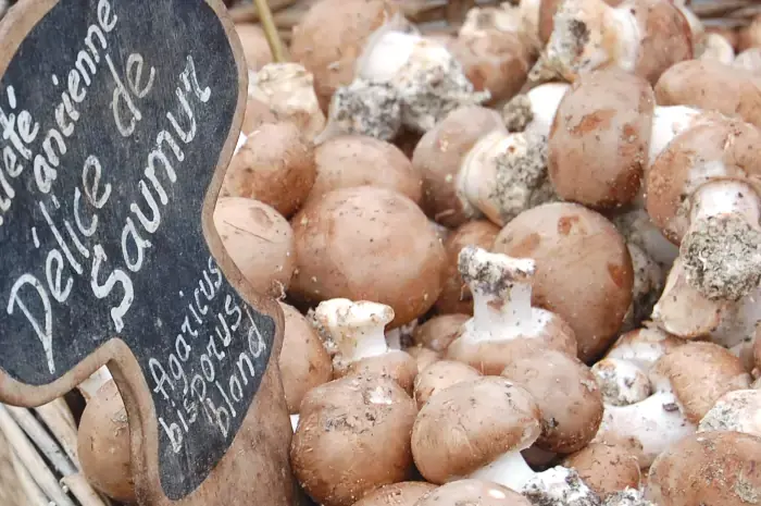 Production de champignons Délices de Saumur du Pays de la Loire