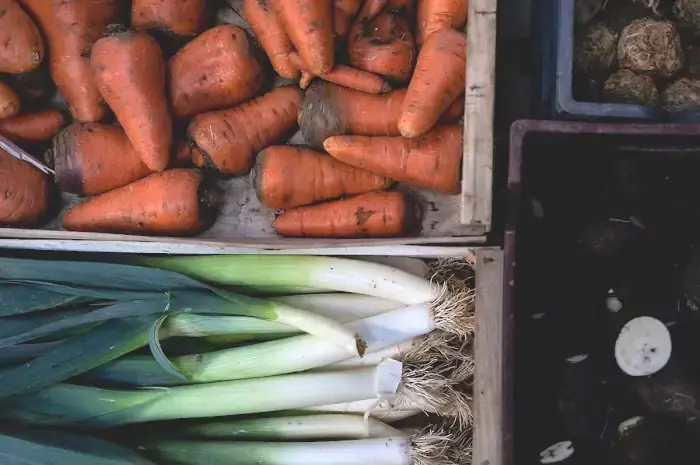 Production de légumes en Languedoc-Roussillon