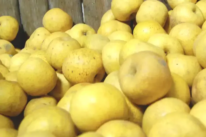 Production de pommes de variété Clochard en Poitou-Charentes