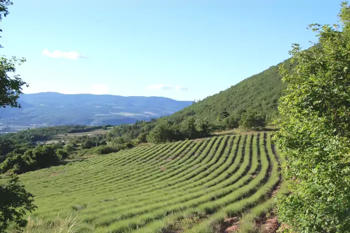 Randonnée dans les champs de lavande en Provence-Alpes-Côte-D'Azur