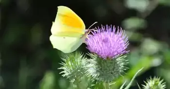 La randonnée pédestre à Montirat dans l'Aude