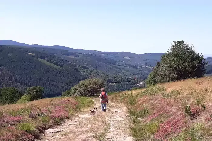 Randonneusesur un chemin de bruyère en fleurs sur la randonnée des Escaunelles à Roquerlan