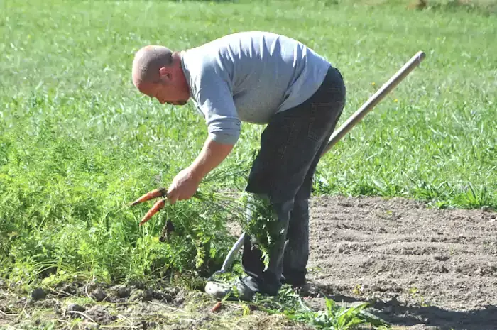 La récolte de carottes par Fred maraîcher à Saint-Laurent-de-Neste