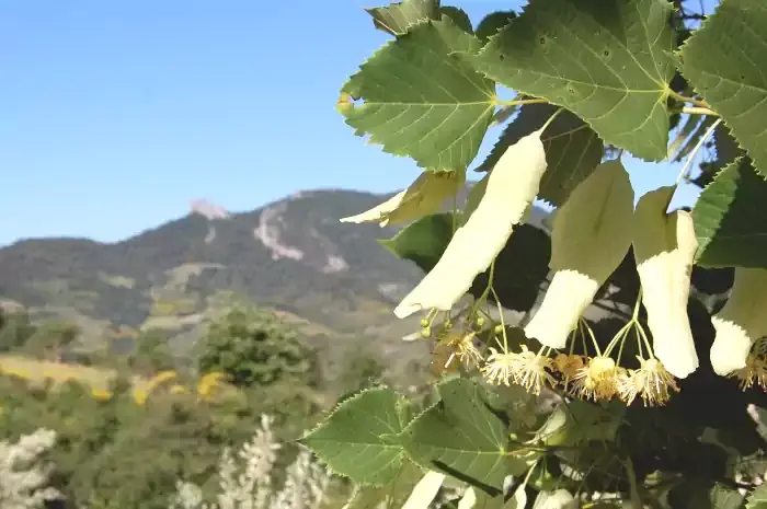 Le tilleul de Buis-les-Baronnies dans la Drôme