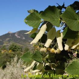 Tilleul buis les baronnies