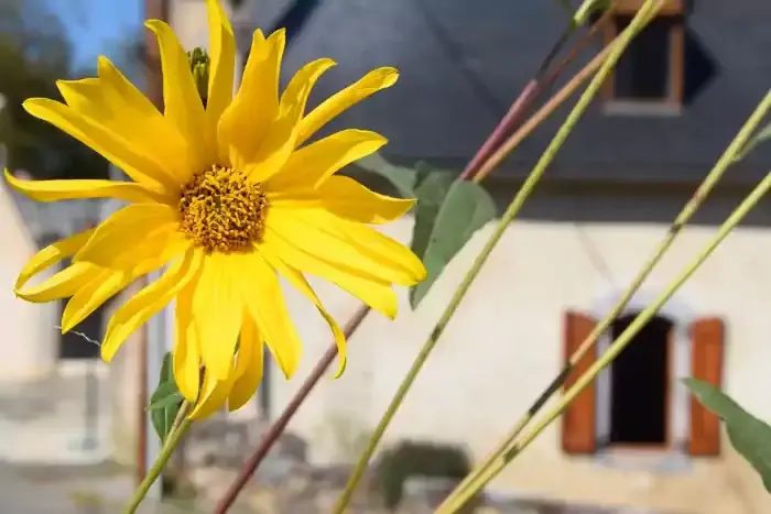 Tournesol en fleur devant une maison des Baronnies sur la randonnée à Sarlabous