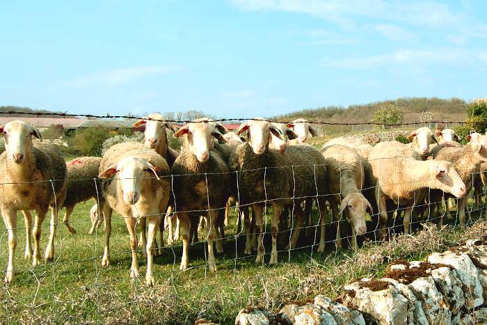 Un troupeau de brebis dans l'Aveyron