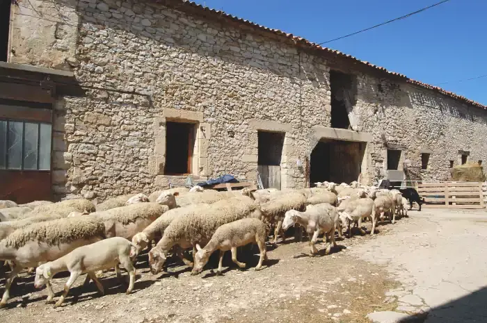 Le troupeau de brebis sortant de la bergerie