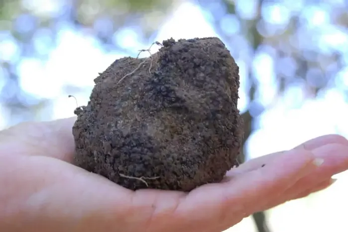 Une truffe, tuber melanosporum, de Richerenches