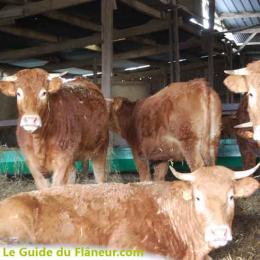 vaches-parthenaises.jpg