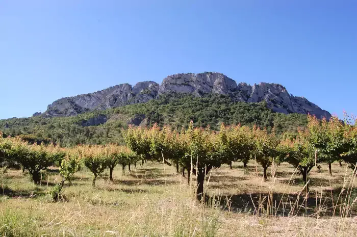 Verger d'abricotiers aux pieds du Saint-Julien sur la randonnée à Buis-les-Baronnies