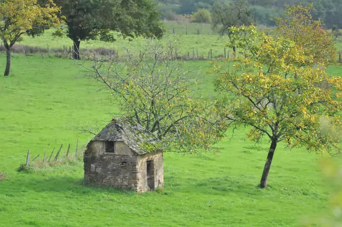 Verger de pommiers sur une randonnée dans le Limousin